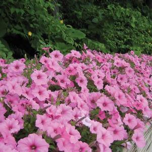 Petunia hybrida 'Supertunia Vista Bubblegum'