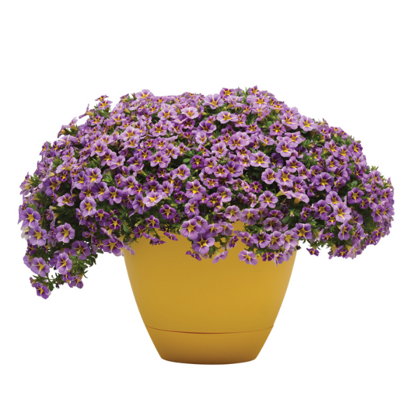 Calibrachoa hybrida 'Minifamous Uno Violet Star'