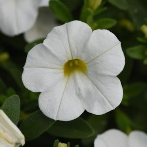 Calibrachoa hybrida 'Minifamous Uno White'