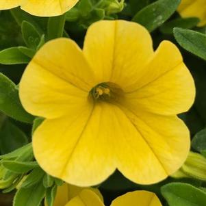 Calibrachoa hybrida 'Minifamous Uno Yellow'