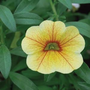 Calibrachoa hybrida 'Minifamous Uno Yellow Red Vein'