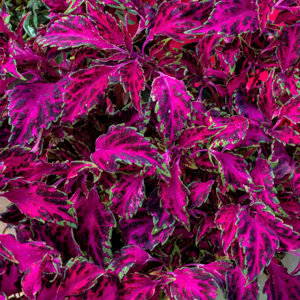 Coleus scutellarioides 'Party Time Pink Fizz'