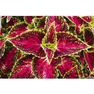 Coleus scutellarioides 'Stained Glassworks Eruption 19'