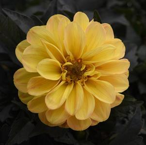 Dahlia hybrida 'City Lights Golden Yellow'