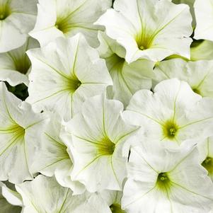 Petunia hybrida 'Supertunia White'