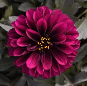 Dahlia hybrida 'City Lights Purple'