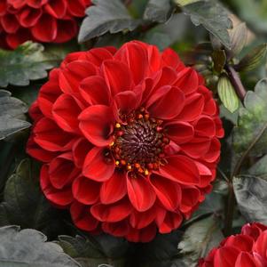 Dahlia hybrida 'City Lights Red'