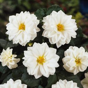 Dahlia pinnata 'Dahlietta Blanca'