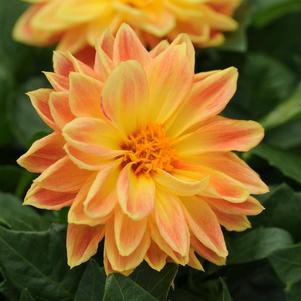 Dahlia pinnata 'Dahlietta Coby'