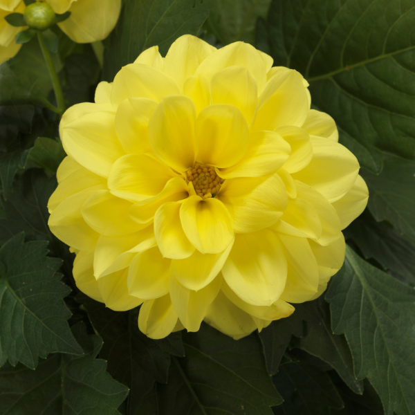 Dahlia pinnata 'Dahlietta Julia'