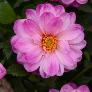 Dahlia hybrida 'Dalaya Pink and White'