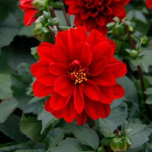 Dahlia hybrida 'Dalaya Red'