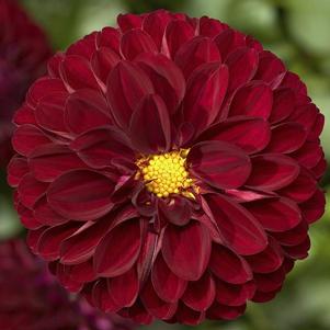 Dahlia hybrida 'Grandalia Burgundy'