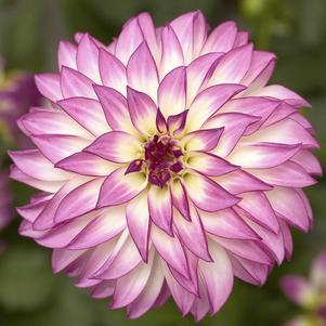 Dahlia hybrida 'Grandalia Pink Ice'