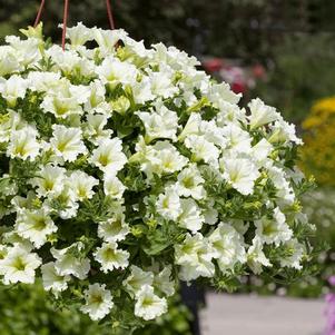 Petunia hybrida 'Surfinia Lime'