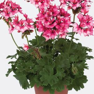 Geranium Exotic 'Fireworks Bicolor'