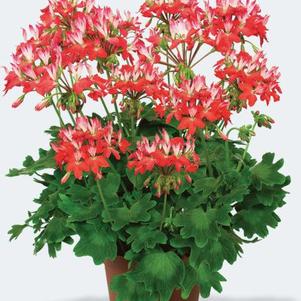 Geranium Exotic 'Fireworks Red White'