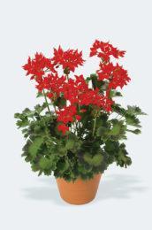 Pelargonium