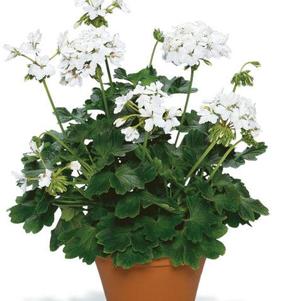 Geranium Exotic 'Fireworks White'