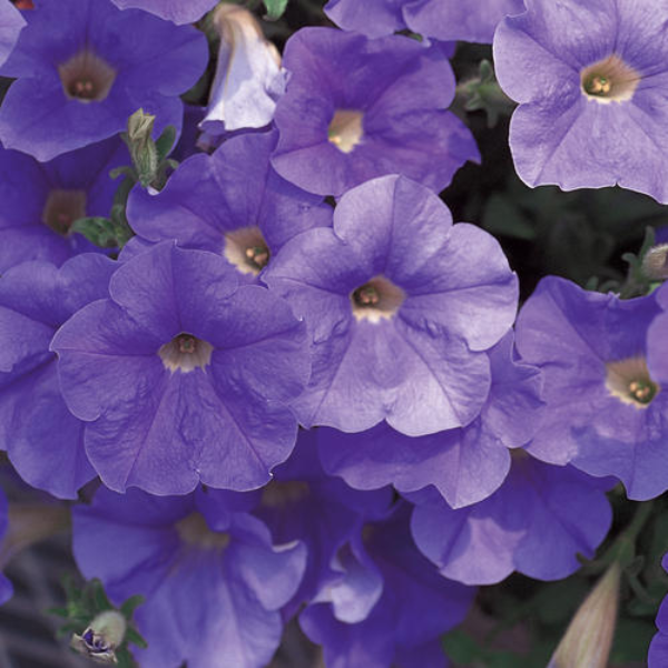 Petunia hybrida 'Surfinia Sky Blue'