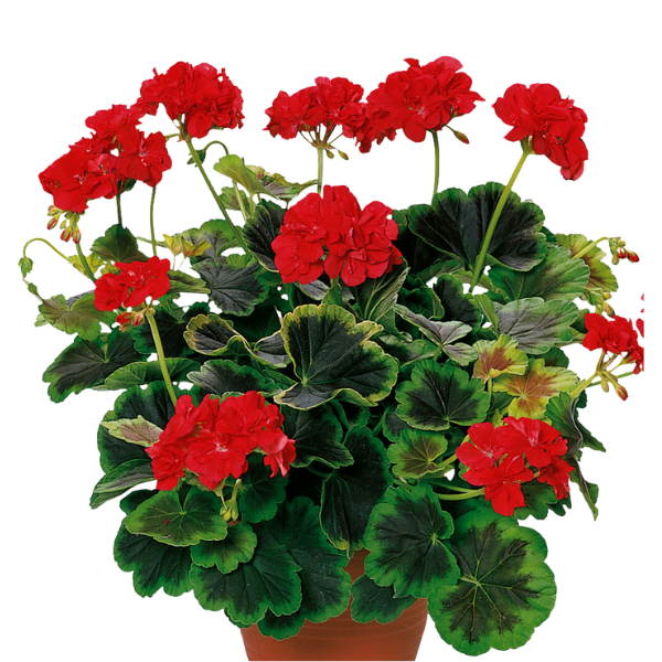 Pelargonium