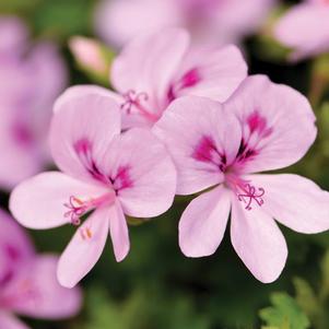 Geranium Exotic 'Scented Angels Lemona'