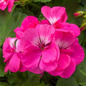 Geranium Interspecific pelargonium interspecific 'Calliope Large Hot Pink'