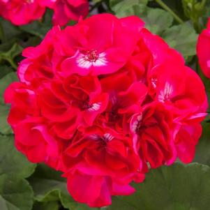 Geranium Interspecific pelargonium interspecific 'Calliope Large Hot Rose'