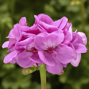 Geranium Interspecific pelargonium interspecific 'Calliope Large Lavender'