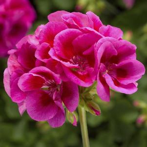 Geranium Interspecific pelargonium interspecific 'Calliope Large Lavender Splash'