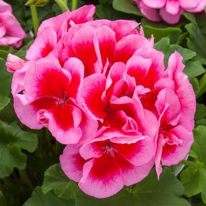 Geranium Interspecific pelargonium interspecific 'Calliope Large Rose Mega Splash'