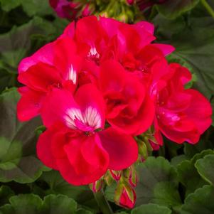 Pelargonium