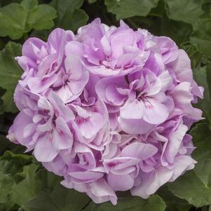 Geranium Interspecific pelargonium interspecific 'Calliope Medium Light Lavender'