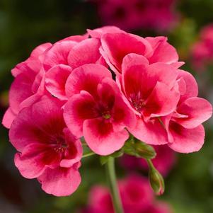 Geranium Interspecific pelargonium interspecific 'Calliope Medium Rose Mega Splash'