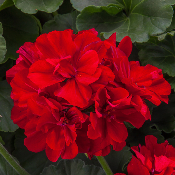 Geranium Interspecific pelargonium interspecific 'Moxie Dark Red'