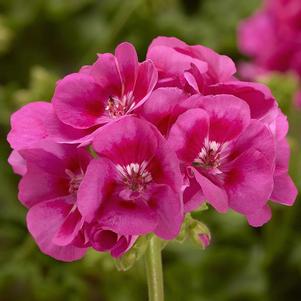 Pelargonium