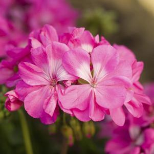 Geranium Interspecific pelargonium interspecific 'Moxie Pink'