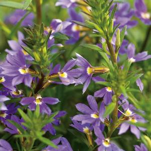 Scaevola aemula 'Whirlwind Blue'