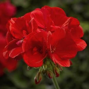 Geranium Interspecific pelargonium interspecific 'Moxie Scarlet'