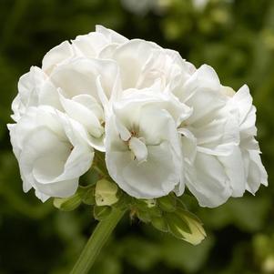 Geranium Interspecific pelargonium interspecific 'Moxie White'
