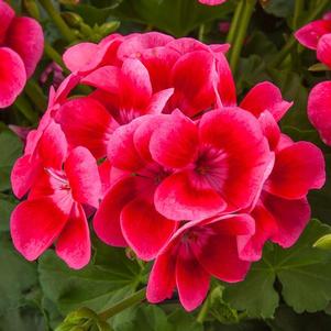 Geranium Interspecific pelargonium interspecific 'Pretty Little Pink Splash'