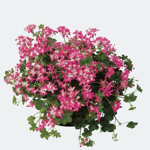 Pelargonium