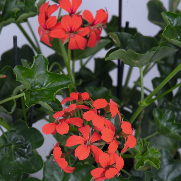 Geranium Ivy pelargonium peltatum 'Ville de Paris Red'