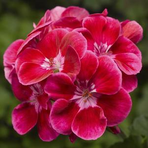 Pelargonium