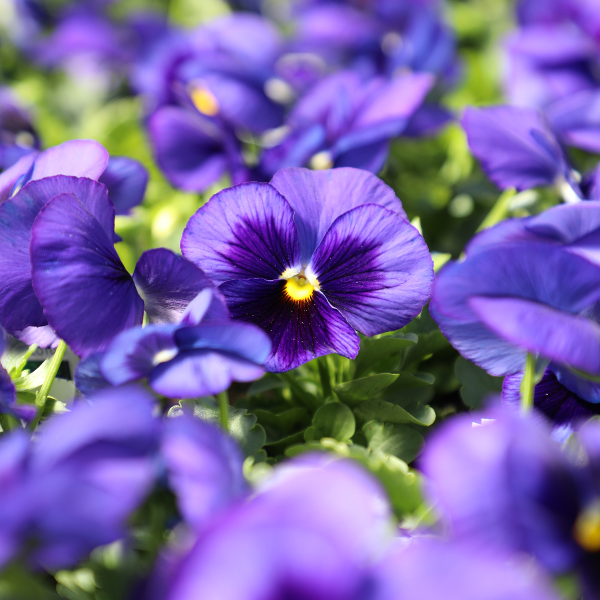 Pansy viola x wittrockiana 'Matrix Blue Blotch'