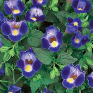 Torenia hybrida 'Catalina Midnight Blue'