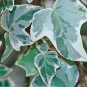 Hedera helix 'Glacier'