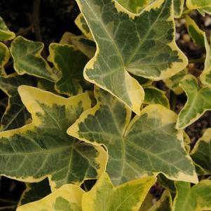 Hedera helix 'Gold Child'