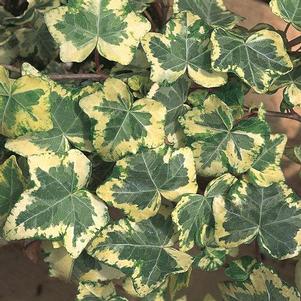 Hedera helix 'Golden Ingot'