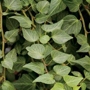 Hedera helix 'Teardrop'